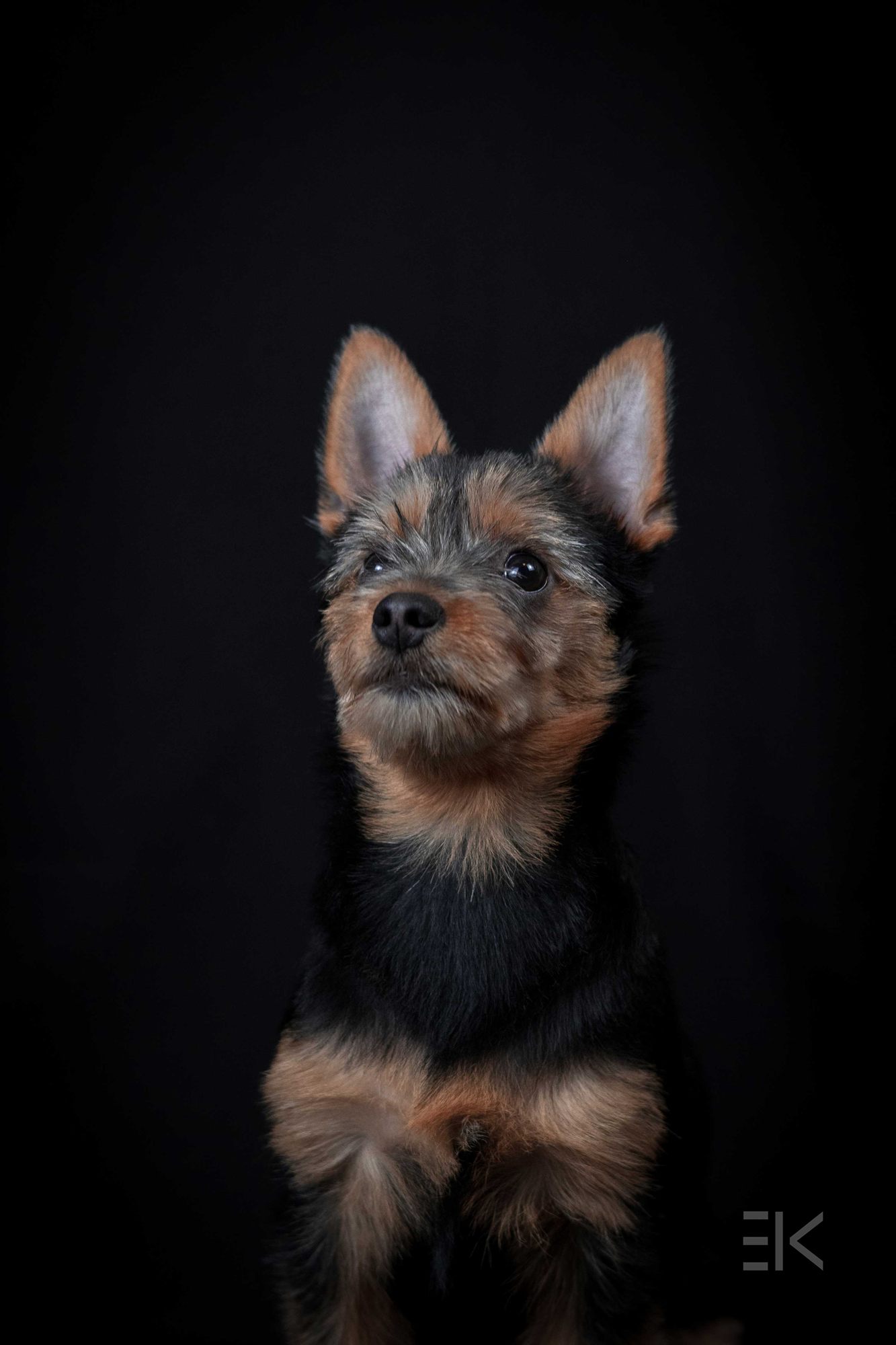 Ege's Yorkshire terrier